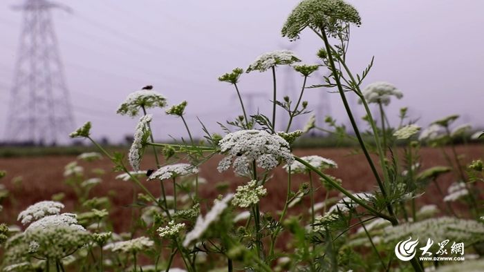 “三个突破”在郓城：用虫治虫 “粮+药”生态新模式走在全国前