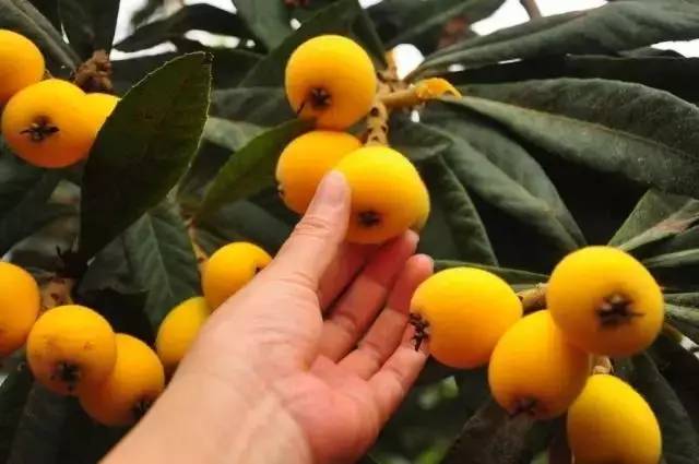 食不相瞒 丽水蓝城检测给枇杷做了一次体检