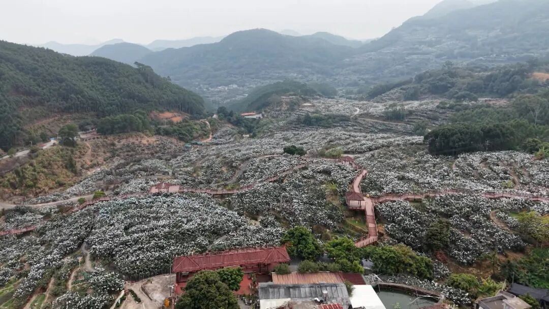 乡村全面振兴丨云霄枇杷产业有了“贴心管家”！